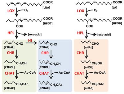 Processing of Airborne Green Leaf Volatiles for Their Glycosylation in the Exposed Plants